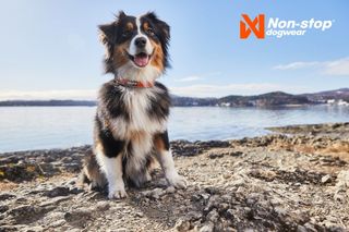 NON-STOP CRUISE COLLAR ORANGE