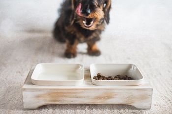 Hovedbilde Hundefôr