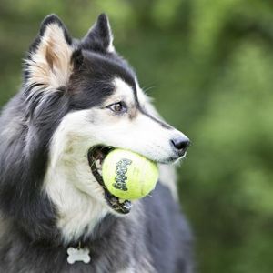 Ball
