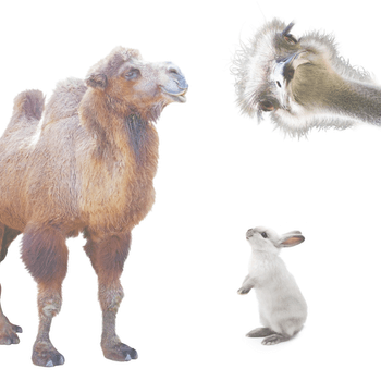 Hovedbilde STRUTS | KAMEL | KANIN