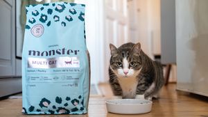 Monster Katt