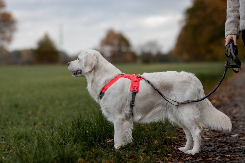 NON-STOP RAMBLE HARNESS ROSA