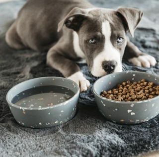 KENTUCKY DOG BOWL TERAZZO GRÅ 
