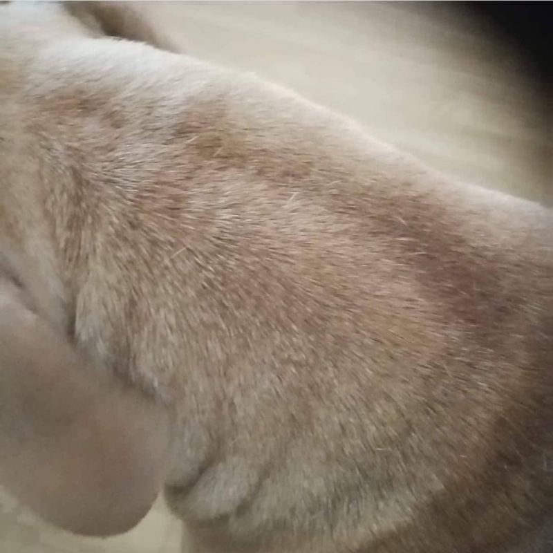 EKHOLMS PROB OLJE 500ml