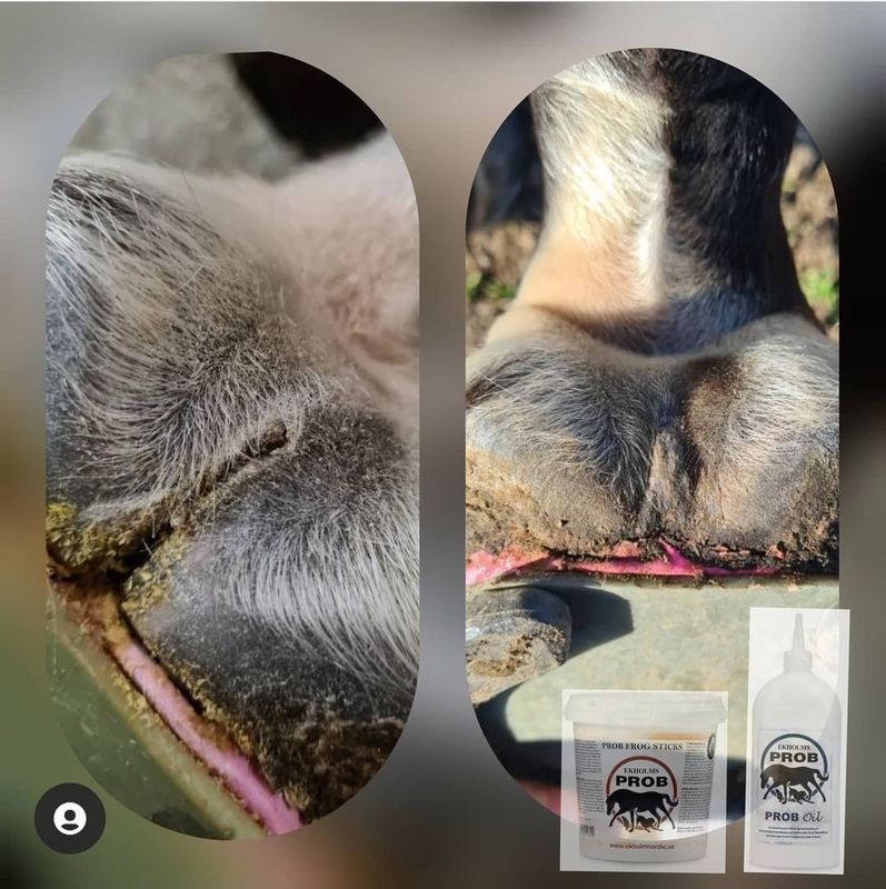 EKHOLMS PROB FROG STICKS