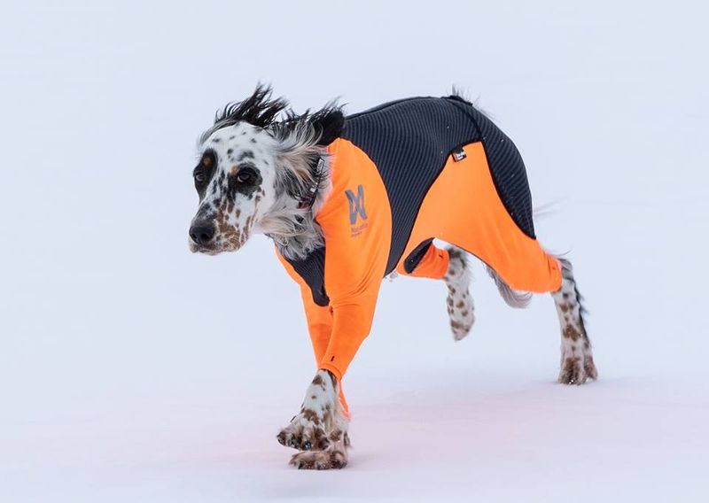 NON-STOP HELDRESS/SNØDEKKEN HANNHUND 