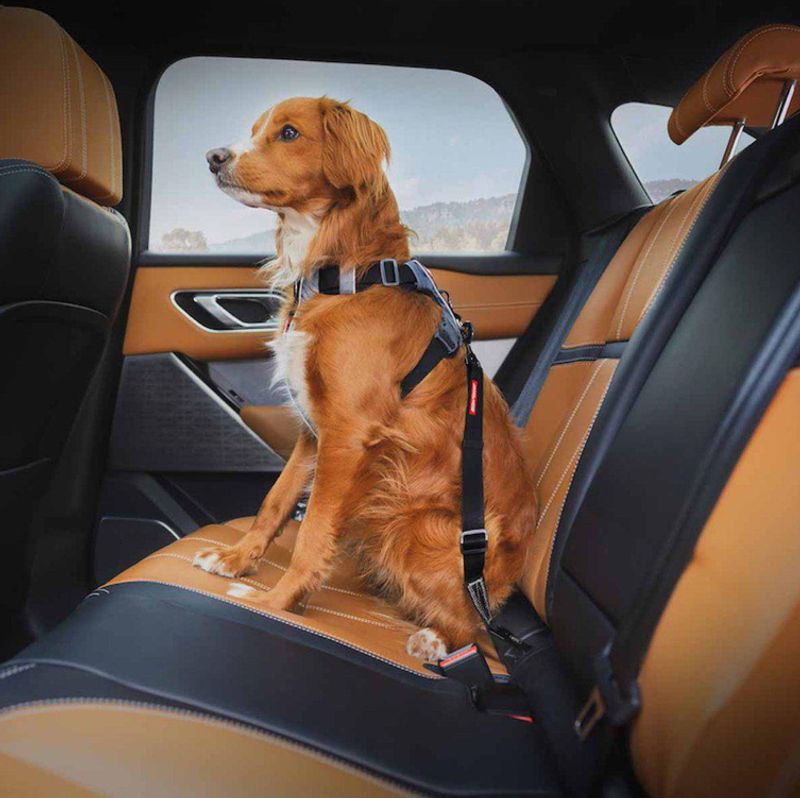 Ezydog Hundbälte Isofix