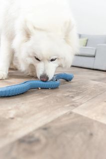Snack-Snake i TPR 59cm
