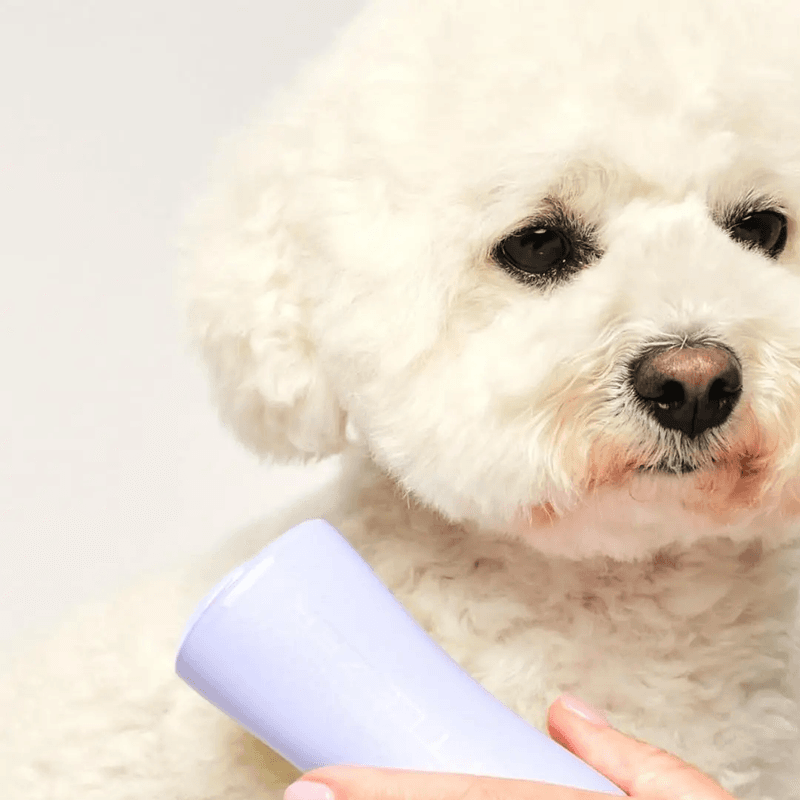Pet Teezer Detangling Brush