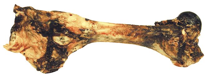 Hovedbilde OKSEBEIN XL