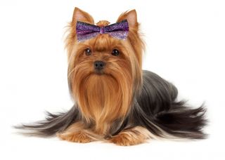 Groomers Sparkle bows 10stk