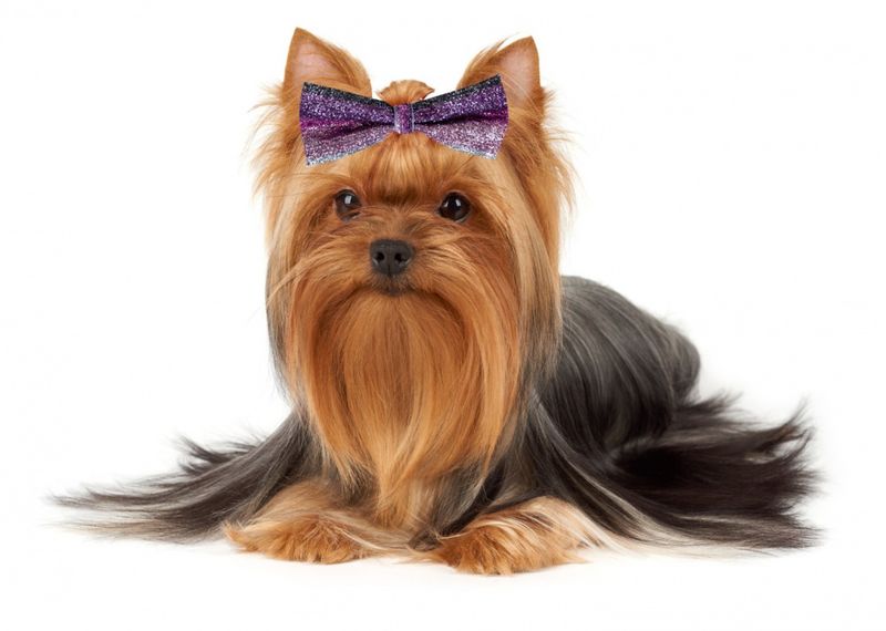 Groomers Sparkle bows 10stk