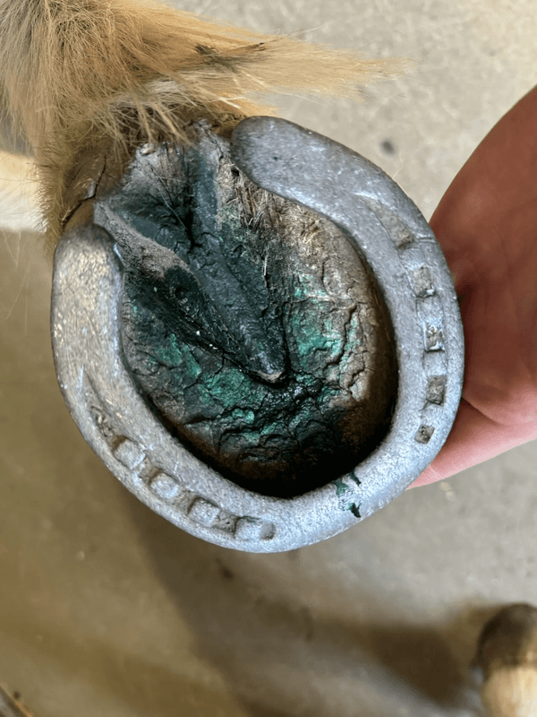 HEIMER HOOF HYGENIC