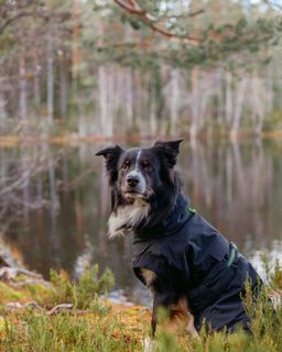 GRESSHOPPA VARMEDEKKEN FINNSKOGEN 