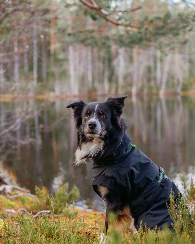 GRESSHOPPA VARMEDEKKEN FINNSKOGEN 